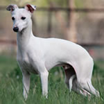 About Time's Silver Lining - White Italian Greyhound